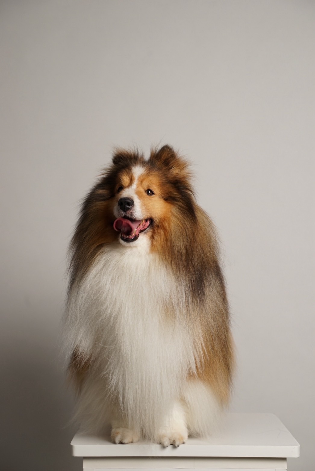 フォトスタジオ ギャラリー3