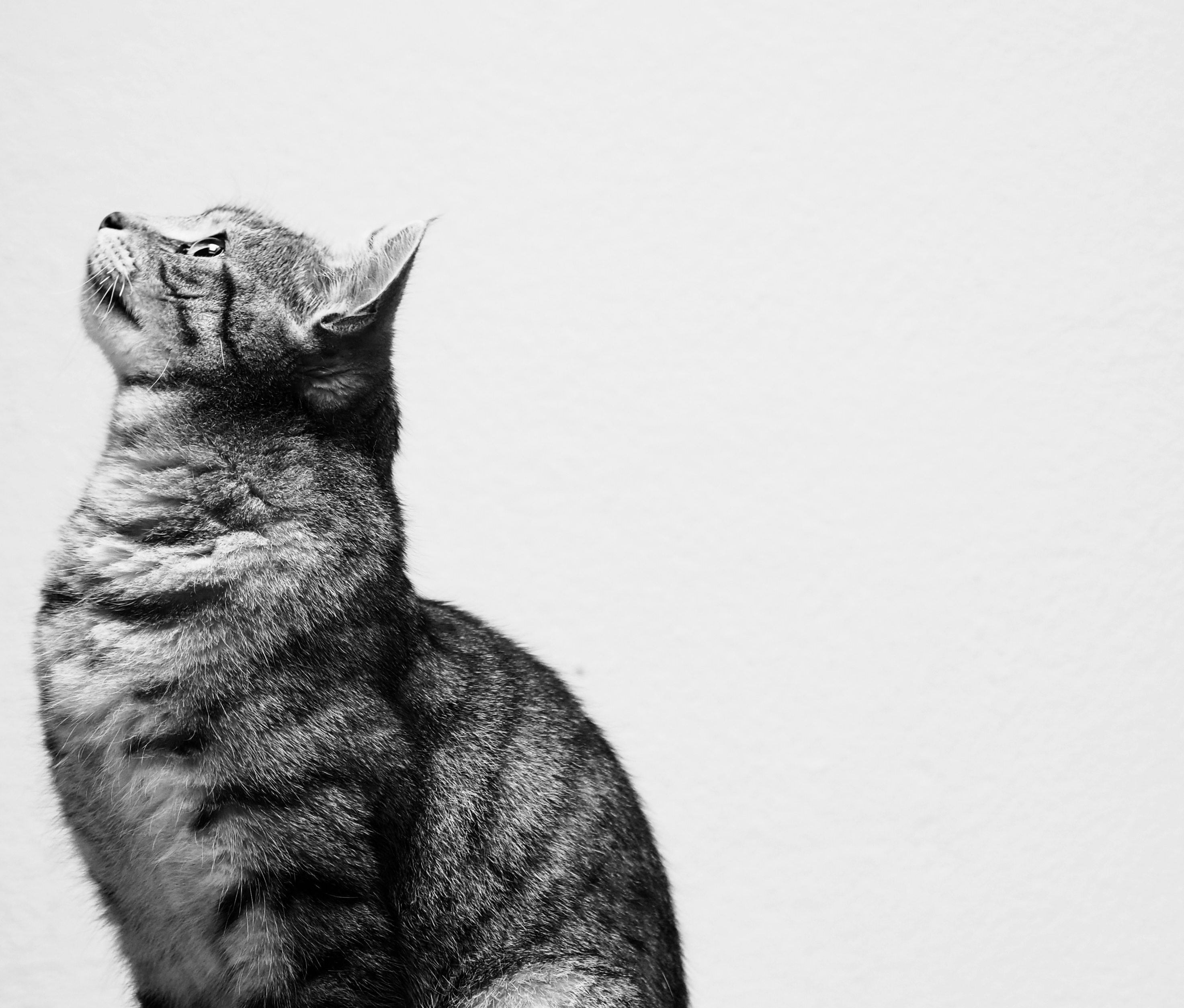 サービス・料金